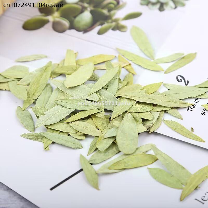 프리미엄 유기농 센나 잎 & 분말 천연 허브 클렌징 웨 - Dried Herbs 리뷰 및 가격